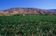 Thumbs/tn_DH012125.jpg