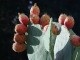 Thumbs/tn_676.jpg